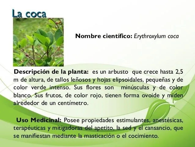 album-de-plantas-4-638.jpg?cb= ...