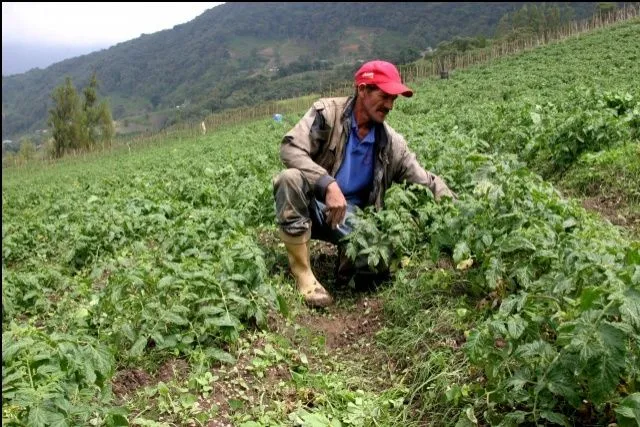 Alcalde de Montes en Sucre fortalecerá la economía agrícola y ...