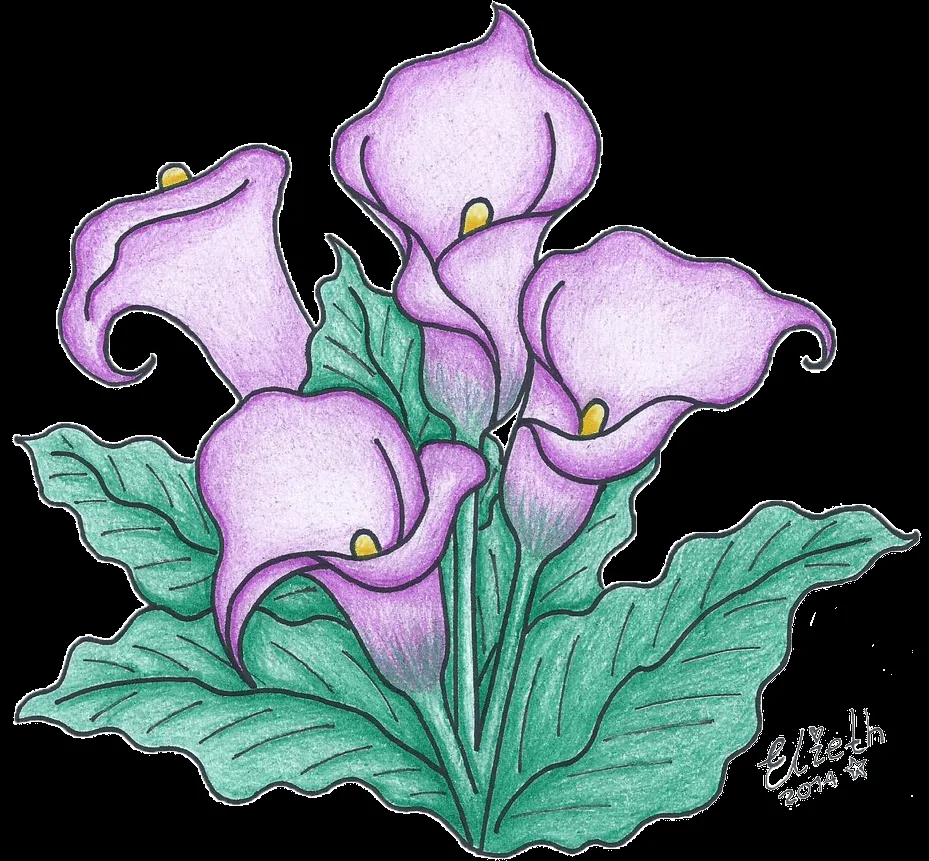 Alcatraces by Elieth on DeviantArt