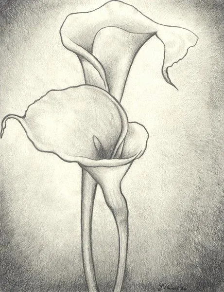 Alcatraz flor dibujo a lapiz - Imagui