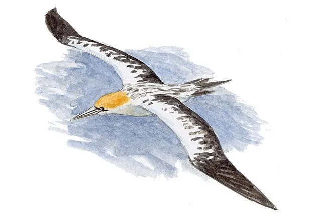 Alcatraz atlántico | SEO/BirdLife