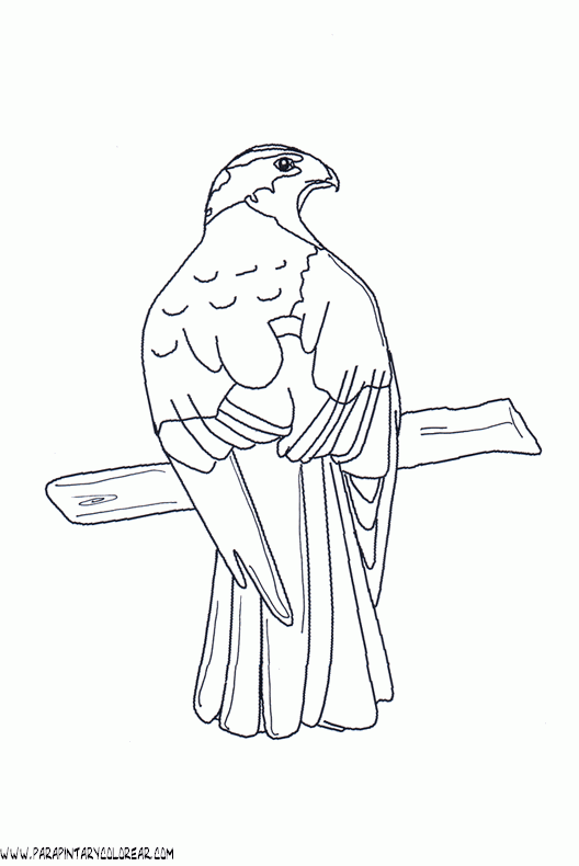 Alcon para dibujar - Imagui
