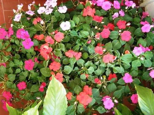 Alegría del hogar (Impatiens parviflora) - Imágenes del Mundo ... Alegría del hogar (Impatiens parviflora) - Imágenes del Mundo ...
