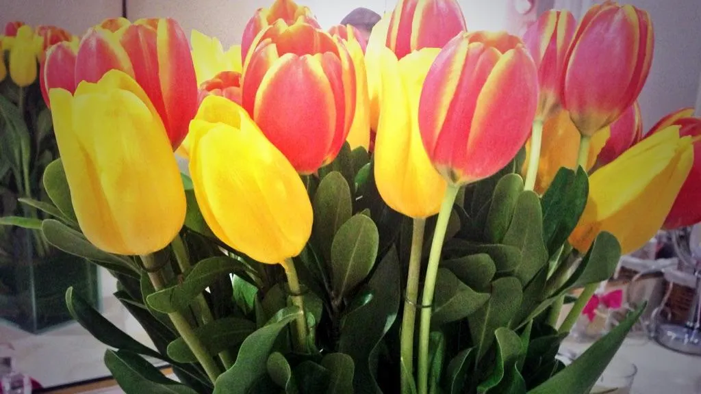 Alejandra Gaxiola on Twitter: "Jardín de Tulipanes cumpleañeros ... Alejandra Gaxiola on Twitter: "Jardín de Tulipanes cumpleañeros ...