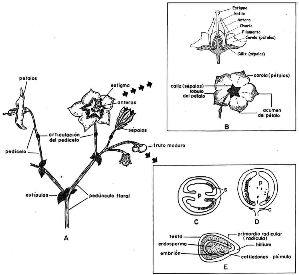 alejandra: julio 2011