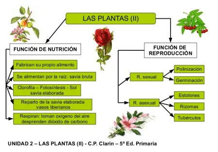 Plantas y sus partes y funciones - Imagui