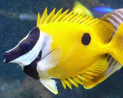 Alerta ante la llegada del 'pez conejo' Alerta ante la llegada del 'pez conejo'