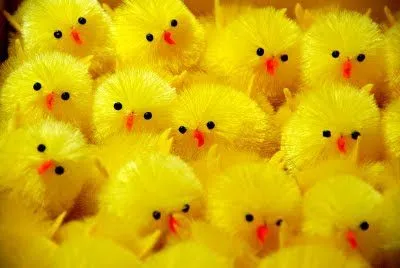 Como pollito amarillo