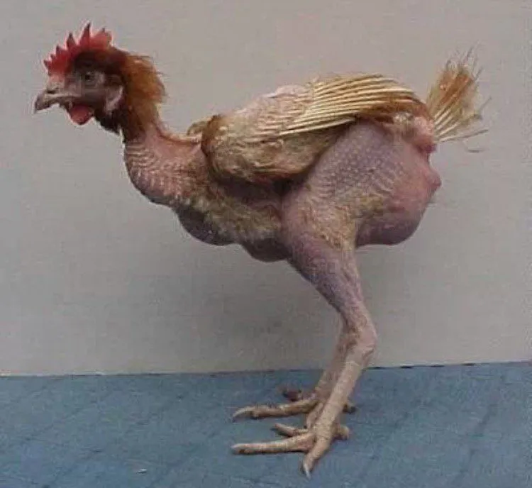 Alex gou on X: Alex gou on X: