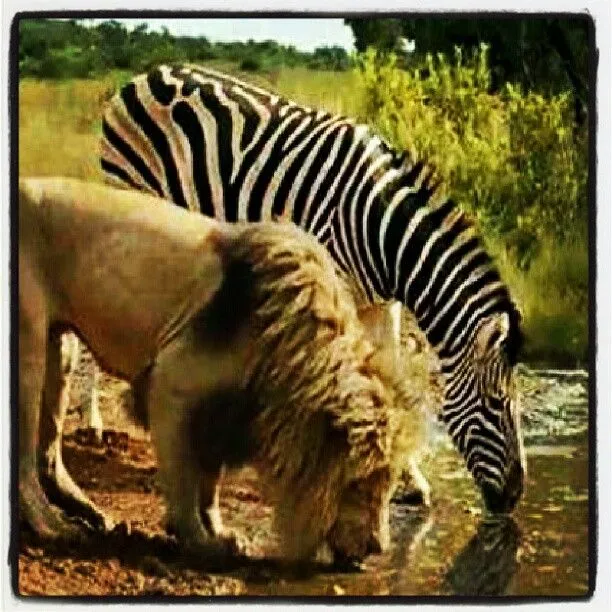 Alex #Marty #Madagascar #RealLife #Friends #Lion #Zebra #Leão ...