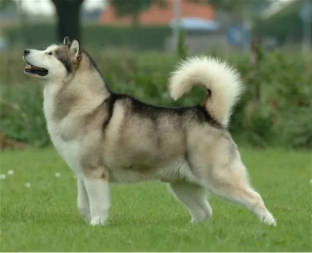 AlexCoolFree — Wallpapers de perros Husky siberiano, espero que...