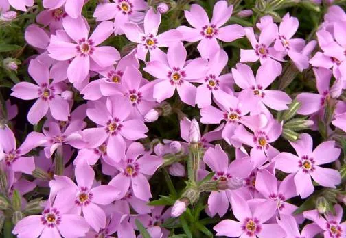 alfombra-de-flores-de-colores.jpg