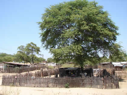 ALGARROBO (PROSOPIS PALLIDA)