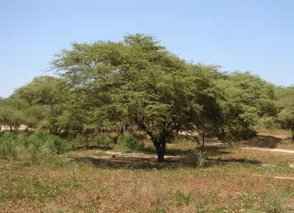 ALGARROBO (PROSOPIS PALLIDA)