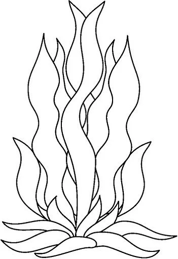 Dibujo de un alga - Imagui