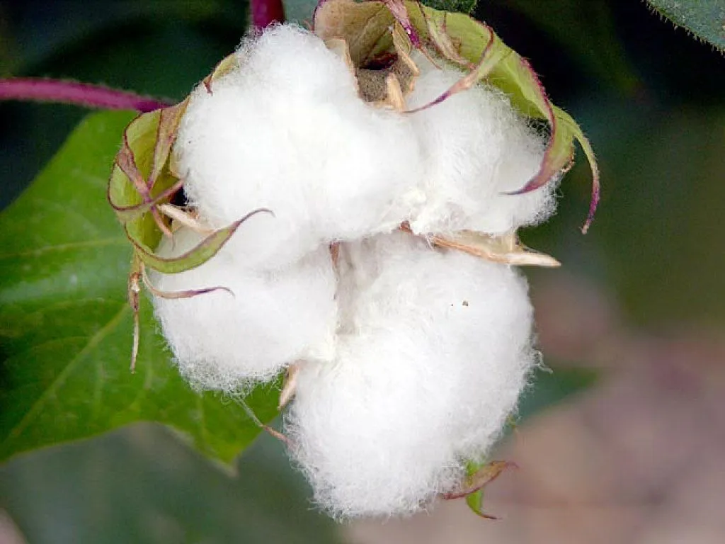 algodon | Cuidar de tus plantas es facilisimo. algodon | Cuidar de tus plantas es facilisimo.