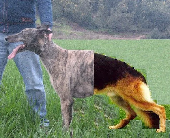 Fotos de galgos puros - Imagui