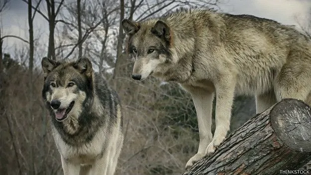 La alianza con los lobos que acabó con el hombre de Neandertal ...