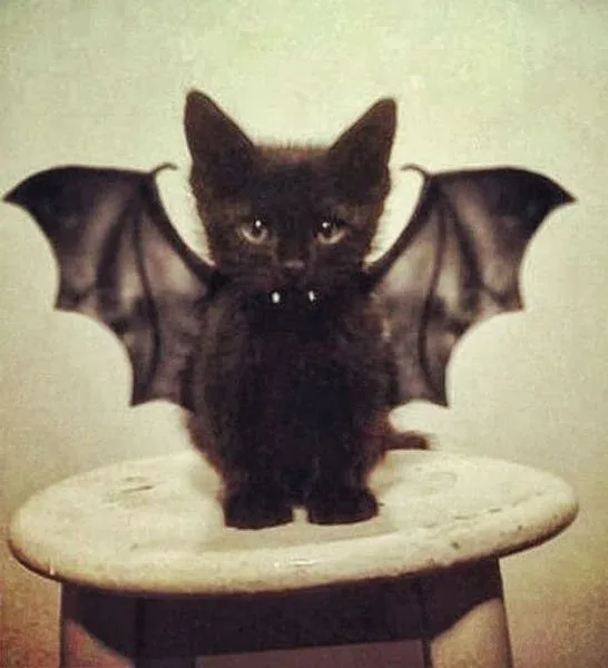 Alicante Adopta - Especial Halloween: Historia y supersticiones ... Alicante Adopta - Especial Halloween: Historia y supersticiones ...
