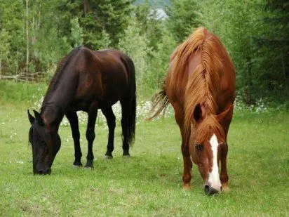 La alimentación de los caballos | Cuidar de tu mascota es ...