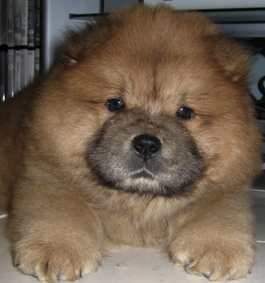 La Alimentación del chow chow | ElChowChow.