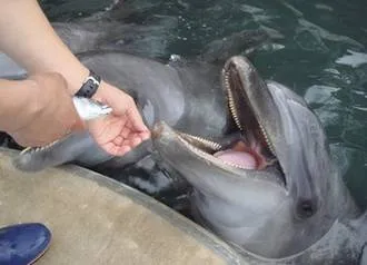 Alimentación: Los delfines recién nacidos se alimentan de la leche ... Alimentación: Los delfines recién nacidos se alimentan de la leche ...