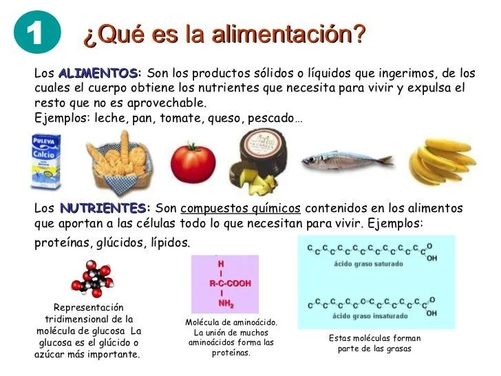 alimentacion-y-nutricion-4-728 ...