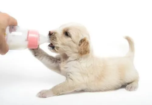 Como alimentar perros recien nacidos | Aprender a cuidar animales ... Como alimentar perros recien nacidos | Aprender a cuidar animales ...