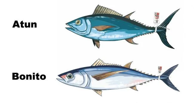 Alimento de Temporada. EL ATUN ó BONITO | Blog ENE. Estudi de ... Alimento de Temporada. EL ATUN ó BONITO | Blog ENE. Estudi de ...