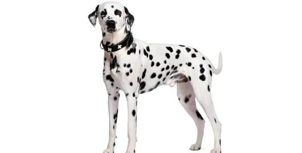 Qué alimentos o dietas son las más adecuadas para un perro con ...