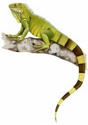 Alimentos básicos para las iguanas verdes