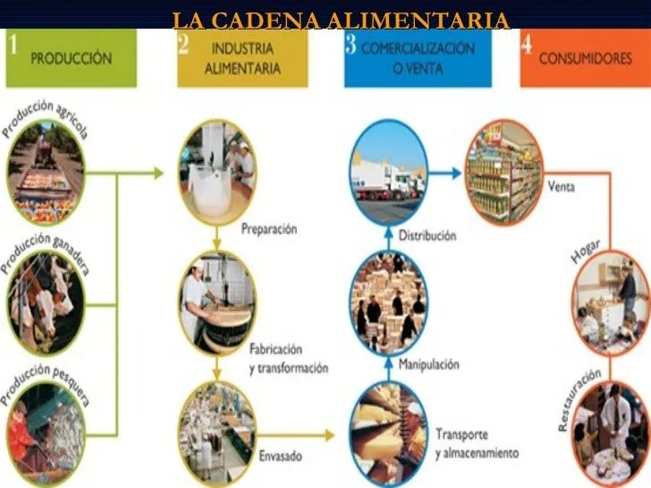 alimentos-cadena-alimenticia- ...