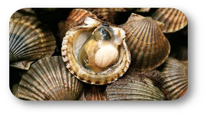 Alimentos en conchas de mar | Moonmentum
