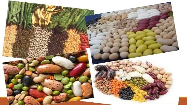 alimentos-de-origen-animal-y- ...
