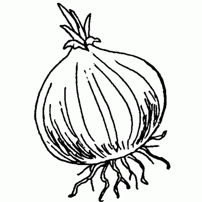 ALIMENTOS FOTOS DIBUJOS IMAGENES Y MAS: FOTOS DE CEBOLLAS ALIMENTOS FOTOS DIBUJOS IMAGENES Y MAS: FOTOS DE CEBOLLAS