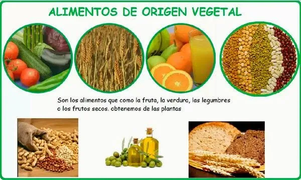 Alimentos de origen vegetal para imprimir - Para niños