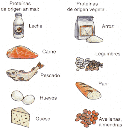 Dibujos para colorear de animales que nos dan alimento - Imagui Dibujos para colorear de animales que nos dan alimento - Imagui