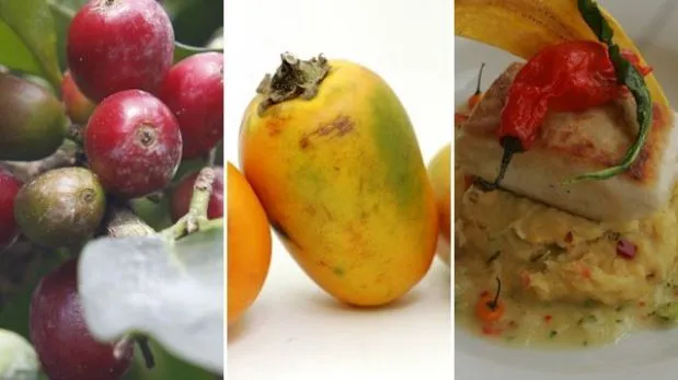 Cinco alimentos de la selva que tendrías que incluir en tu cocina ... Cinco alimentos de la selva que tendrías que incluir en tu cocina ...