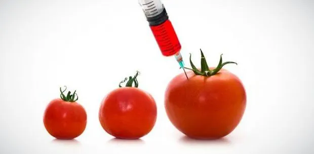Qué son los alimentos transgénicos?
