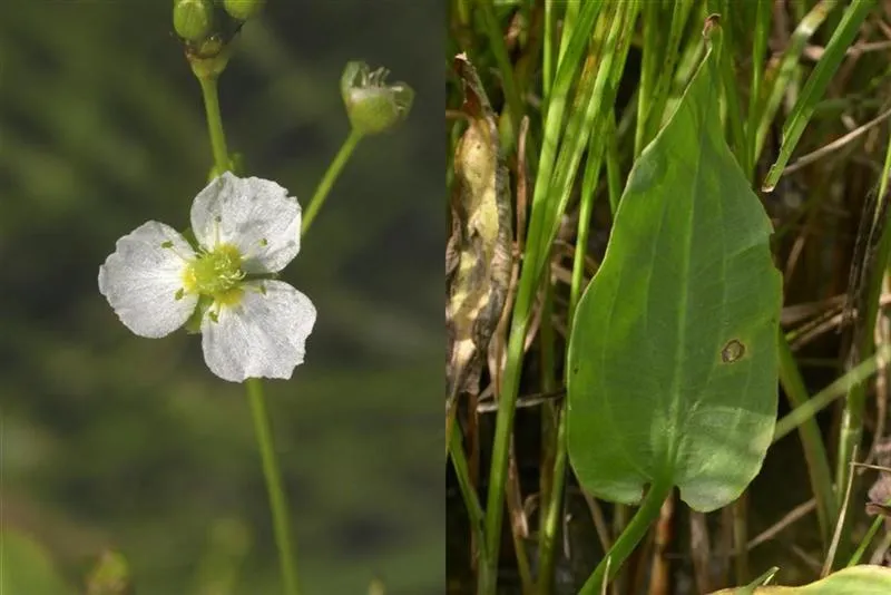 Alisma plantago-aquatica L.