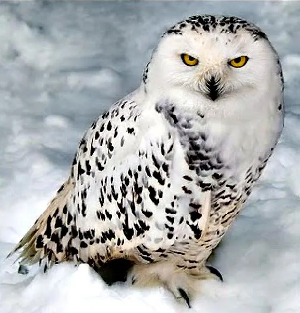 All Animals: junio 2012