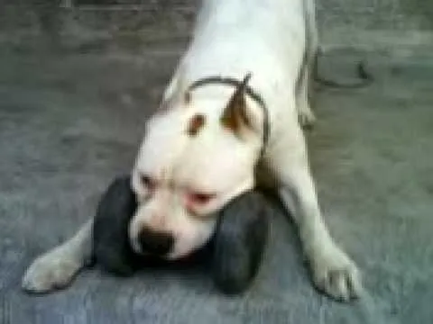 All comments on perro boxer blanco - YouTube