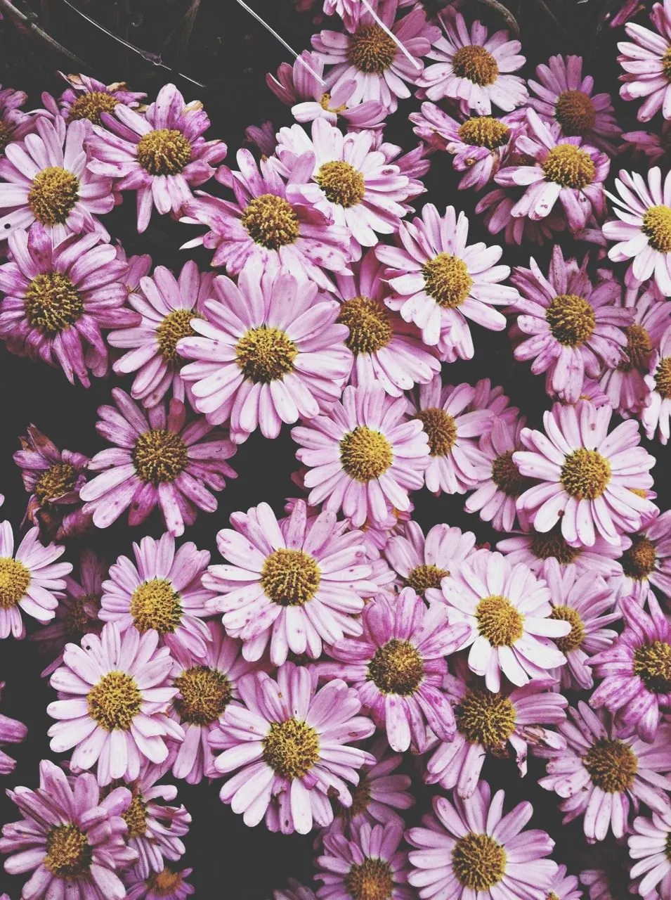 Flores tumblr - Imagui