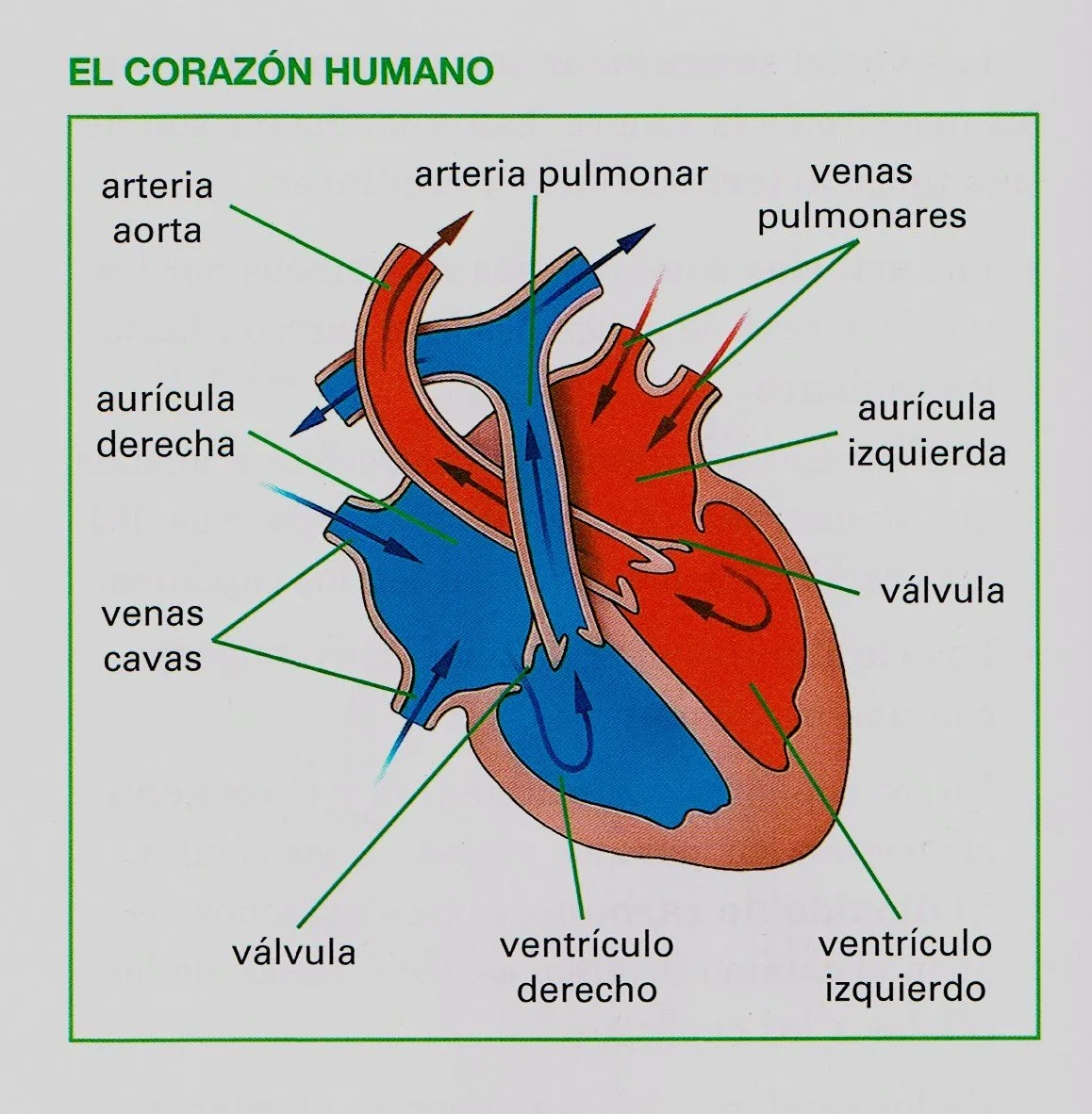 Mas allá del aula... ;): Esquema del corazón. Trabajo conjunto ... Mas allá del aula... ;): Esquema del corazón. Trabajo conjunto ...