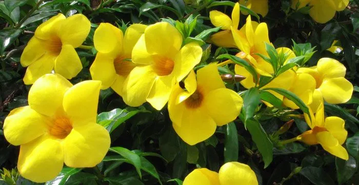 Allamanda cathartica | Revista de Flores, Plantas, Jardinería ...