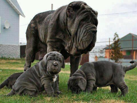 Allan Padget: Los Mastines (Razas de Perros) Allan Padget: Los Mastines (Razas de Perros)