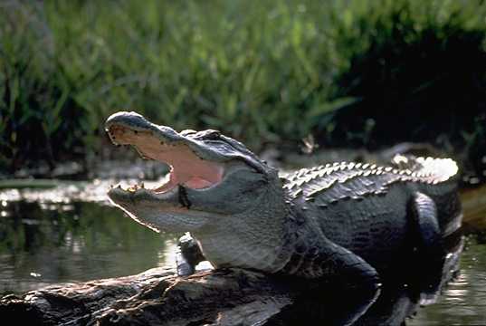 Alligator (Alligator mississippiensis) - Animals - A-Z Animals ... Alligator (Alligator mississippiensis) - Animals - A-Z Animals ...