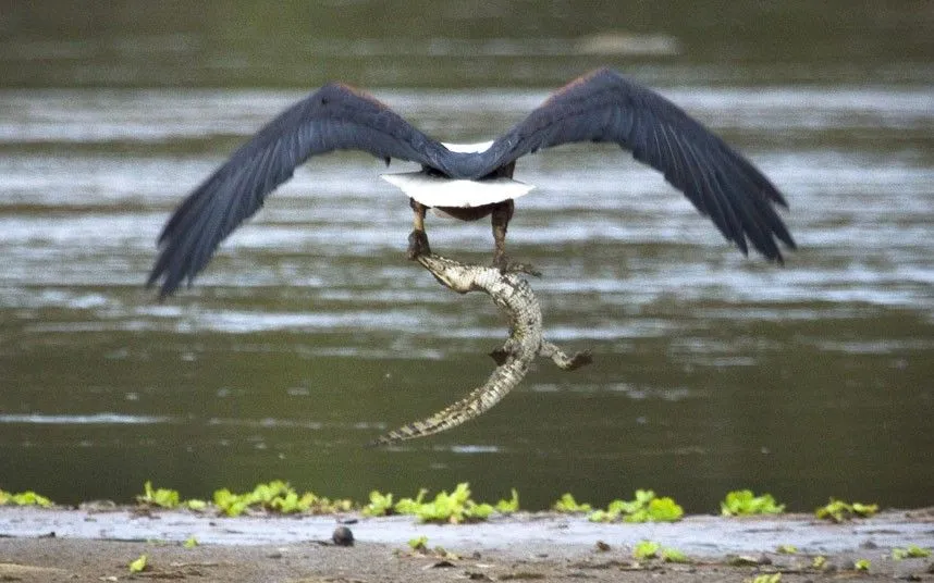 ALLPE Medio Ambiente Blog Medioambiente.org : El águila que cazó a ...