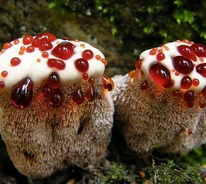 ALLPE Medio Ambiente Blog Medioambiente.org : La muela del Diablo ... ALLPE Medio Ambiente Blog Medioambiente.org : La muela del Diablo ...