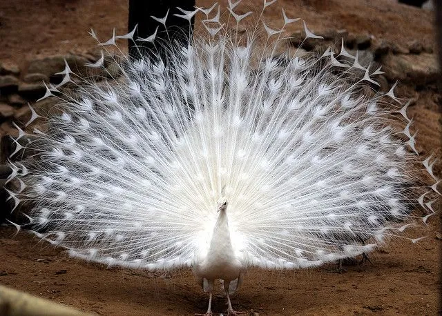 ALLPE Medio Ambiente Blog Medioambiente.org : Pavo Real Albino ... ALLPE Medio Ambiente Blog Medioambiente.org : Pavo Real Albino ...